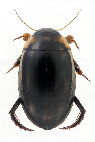 Réf. 304 065 : Hydaticus seminiger